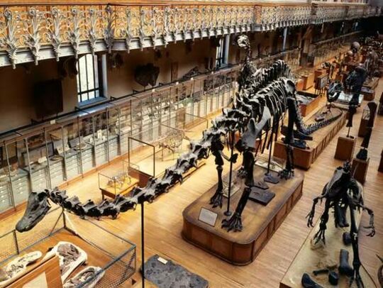 Vue d'intérieur du musée d'histoire naturelle, salle des dinosaures