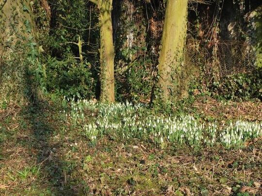 Photo 2, les perce-neiges au pied d'arbres sous le soleil, bientôt le printemps. 