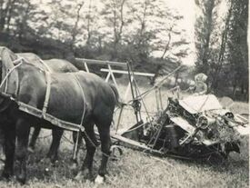 Ancienne photo. Moissonneuse mécanisée et attelage de trois chevaux. Une jeune fille assise sur la moissonneuse est au commande.